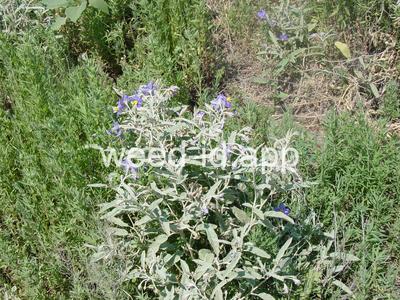 nightshade, silverleaf