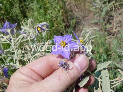 nightshade, silverleaf