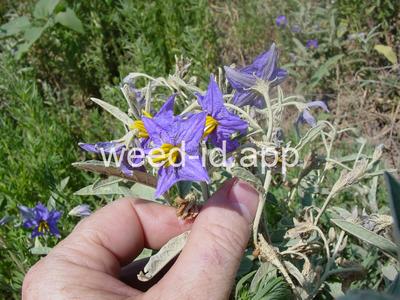 nightshade, silverleaf
