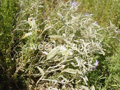 nightshade, silverleaf