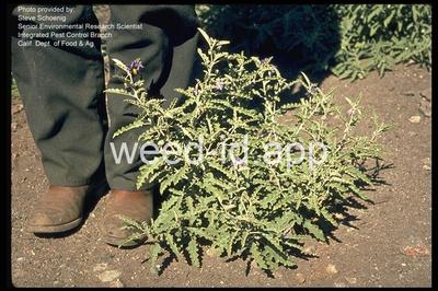 nightshade, silverleaf