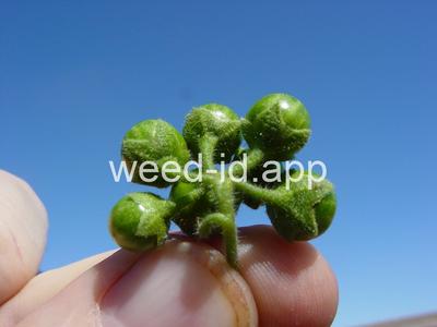 nightshade, hairy