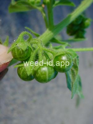 nightshade, hairy