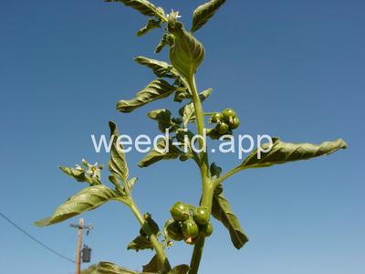 nightshade, hairy
