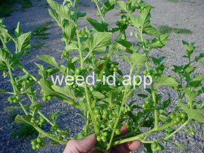 nightshade, hairy