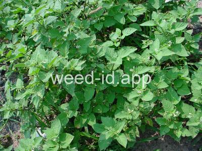 nightshade, eastern black