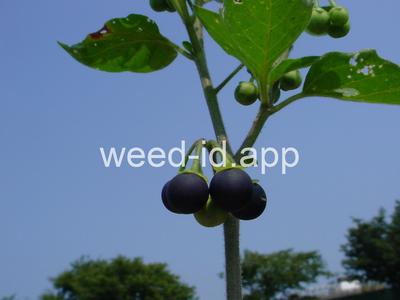 nightshade, eastern black