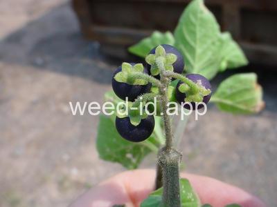 nightshade, eastern black