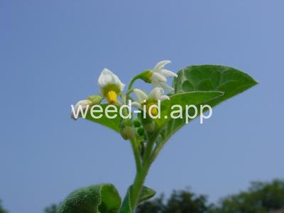 nightshade, eastern black