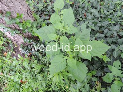 nightshade, eastern black