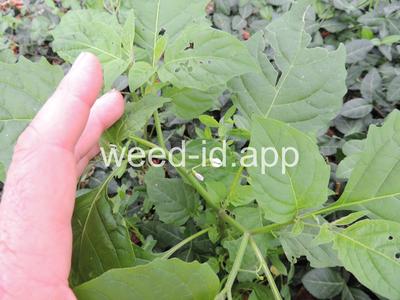 nightshade, eastern black