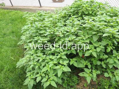 nightshade, eastern black