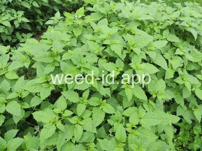 nightshade, eastern black