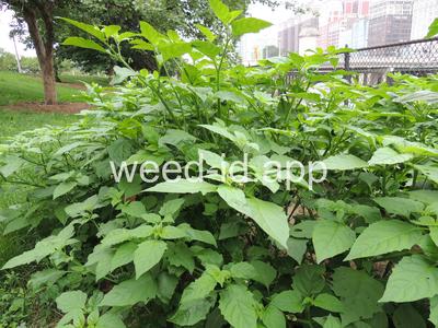 nightshade, eastern black