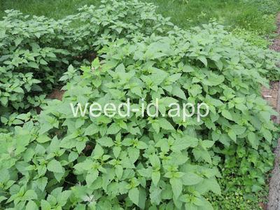 nightshade, eastern black