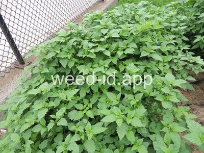 nightshade, eastern black