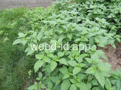 nightshade, eastern black