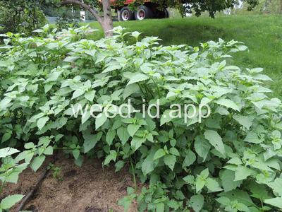 nightshade, eastern black