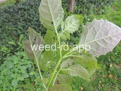 nightshade, eastern black