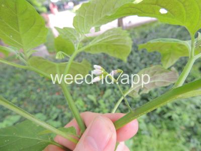 nightshade, eastern black