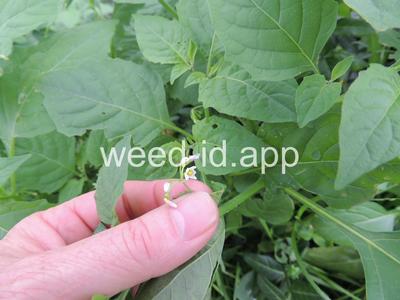 nightshade, eastern black