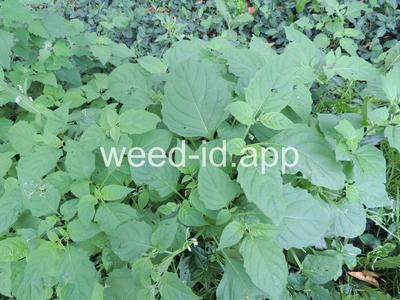 nightshade, eastern black