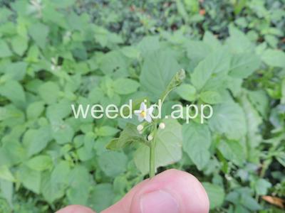 nightshade, eastern black