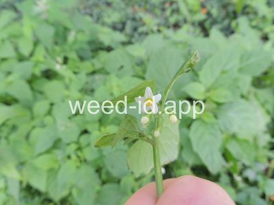 nightshade, eastern black