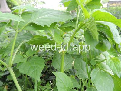 nightshade, eastern black