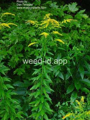 goldenrod, tall