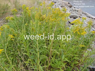 goldenrod, Canada