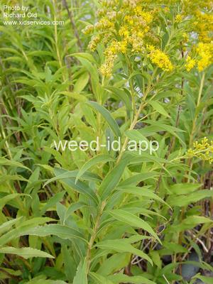goldenrod, Canada