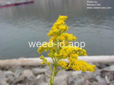 goldenrod, Canada