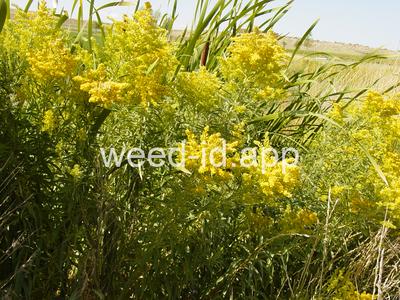 goldenrod, Canada