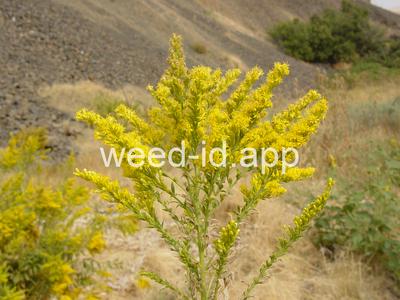 goldenrod, Canada