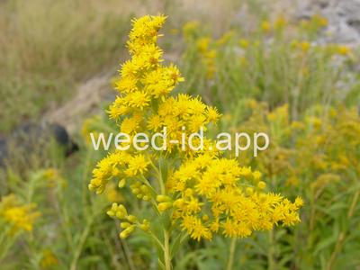 goldenrod, Canada