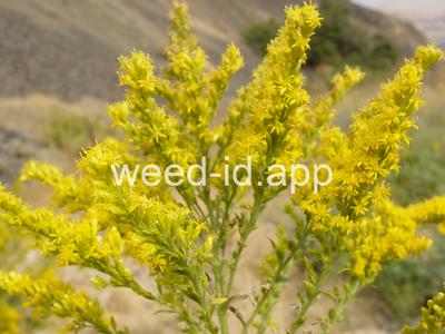 goldenrod, Canada