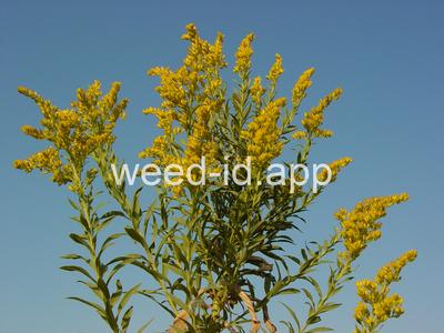 goldenrod, Canada