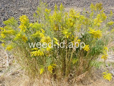 goldenrod, Canada