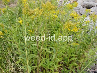 goldenrod, Canada