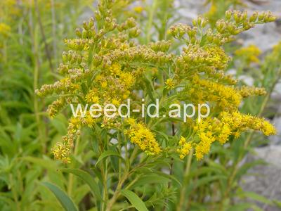 goldenrod, Canada