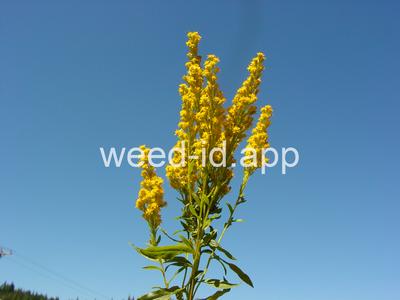 goldenrod, Missouri