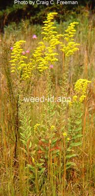 goldenrod, gray