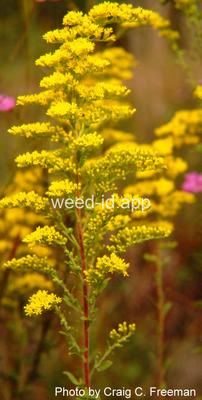 goldenrod, gray