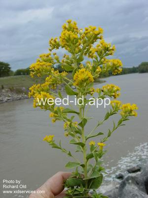 goldenrod, rigid