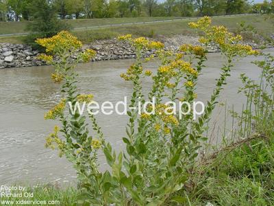 goldenrod, rigid
