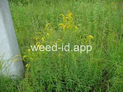 Solidago tortifolia