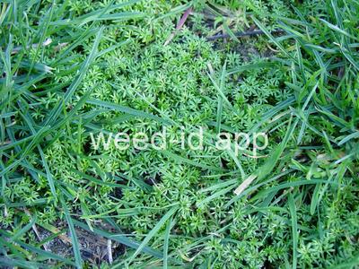 burweed, lawn