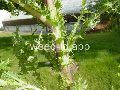 sowthistle, spiny