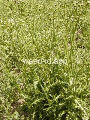 sowthistle, spiny
